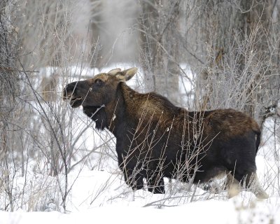 Moose, Bull, lost antlers, eating twigs-122810-Spring Gulch Road, Jackson, WY-#1021.jpg
