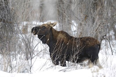 Moose, Bull, lost antlers, eating twigs-122810-Spring Gulch Road, Jackson, WY-#1023.jpg