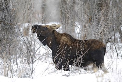 Moose, Bull, lost antlers, eating twigs-122810-Spring Gulch Road, Jackson, WY-#1025.jpg