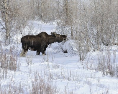 Moose, Bull, lost antlers, eating twigs-123110-Gros Ventre River, Grand Teton NP, WY-#0973.jpg