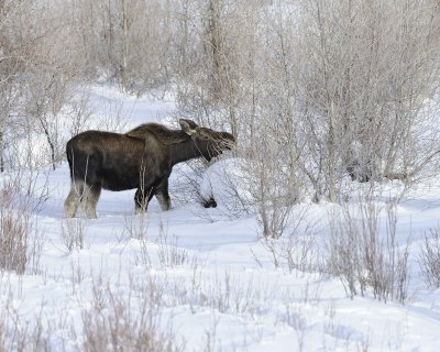Moose, Bull, lost antlers, eating twigs-123110-Gros Ventre River, Grand Teton NP, WY-#0974.jpg