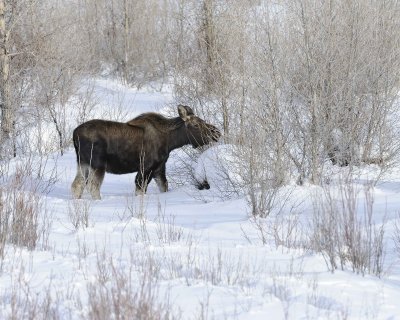 Moose, Bull, lost antlers, eating twigs-123110-Gros Ventre River, Grand Teton NP, WY-#0979.jpg