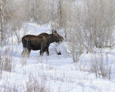 Moose, Bull, lost antlers, eating twigs-123110-Gros Ventre River, Grand Teton NP, WY-#0980.jpg