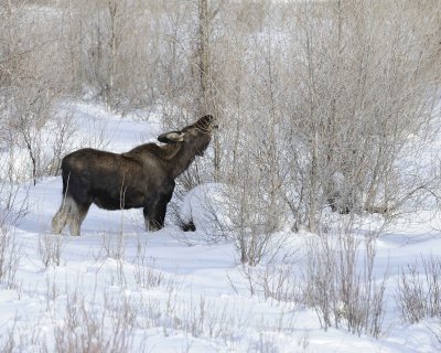 Moose, Bull, lost antlers, eating twigs-123110-Gros Ventre River, Grand Teton NP, WY-#0991.jpg