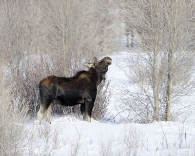 Moose, Bull, lost antlers, eating twigs-123110-Gros Ventre River, Grand Teton NP, WY-#1011.jpg