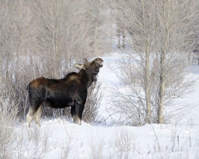 Moose, Bull, lost antlers, eating twigs-123110-Gros Ventre River, Grand Teton NP, WY-#1013.jpg
