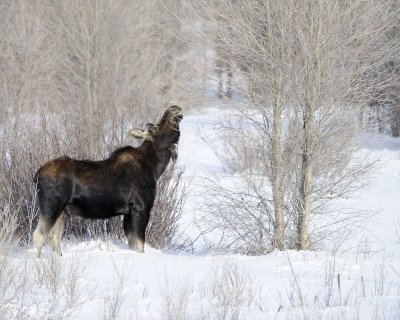 Moose, Bull, lost antlers, eating twigs-123110-Gros Ventre River, Grand Teton NP, WY-#1016.jpg