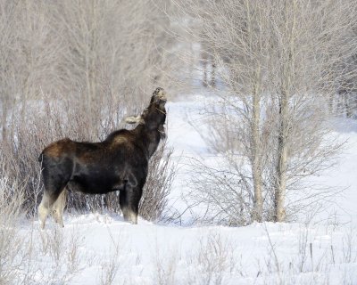 Moose, Bull, lost antlers, eating twigs-123110-Gros Ventre River, Grand Teton NP, WY-#1018.jpg