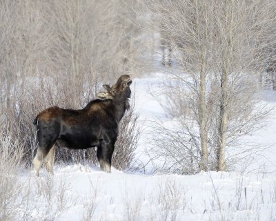 Moose, Bull, lost antlers, eating twigs-123110-Gros Ventre River, Grand Teton NP, WY-#1027.jpg
