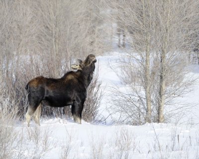 Moose, Bull, lost antlers, eating twigs-123110-Gros Ventre River, Grand Teton NP, WY-#1029.jpg