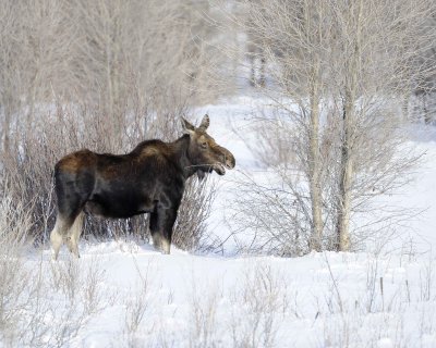 Moose, Bull, lost antlers, eating twigs-123110-Gros Ventre River, Grand Teton NP, WY-#1042.jpg