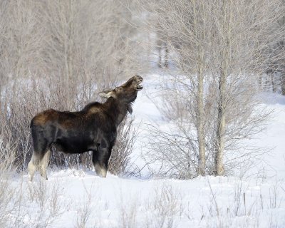 Moose, Bull, lost antlers, eating twigs-123110-Gros Ventre River, Grand Teton NP, WY-#1059.jpg