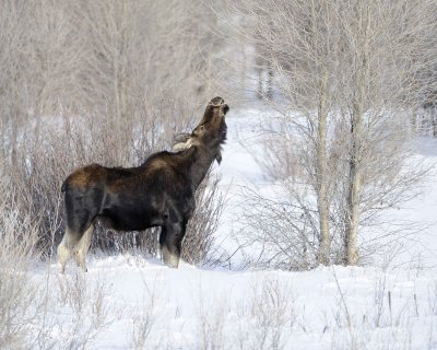 Moose, Bull, lost antlers, eating twigs-123110-Gros Ventre River, Grand Teton NP, WY-#1068.jpg