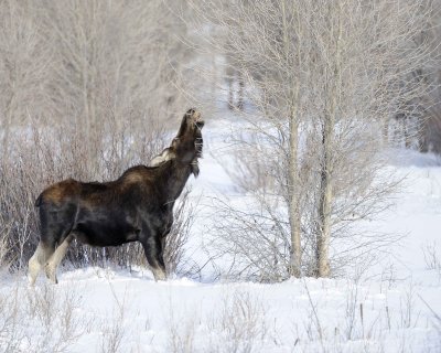 Moose, Bull, lost antlers, eating twigs-123110-Gros Ventre River, Grand Teton NP, WY-#1082.jpg