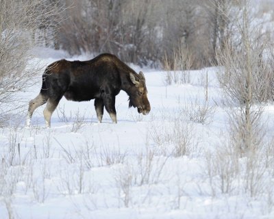 Moose, Bull, lost antlers, eating twigs-123110-Gros Ventre River, Grand Teton NP, WY-#1220.jpg