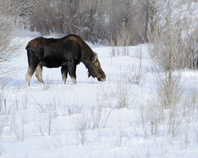 Moose, Bull, lost antlers, eating twigs-123110-Gros Ventre River, Grand Teton NP, WY-#1234.jpg