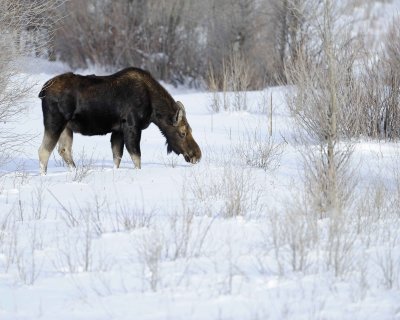 Moose, Bull, lost antlers, eating twigs-123110-Gros Ventre River, Grand Teton NP, WY-#1236.jpg
