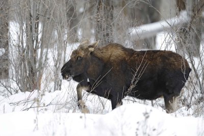 Moose, Bull, lost antlers-122810-Spring Gulch Road, Jackson, WY-#1107.jpg