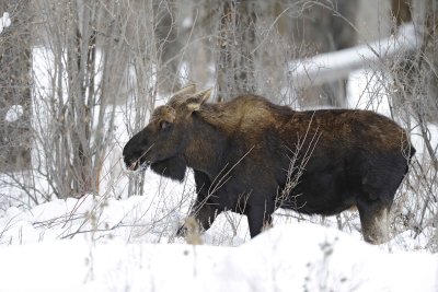 Moose, Bull, lost antlers-122810-Spring Gulch Road, Jackson, WY-#1109.jpg