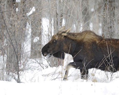 Moose, Bull, lost antlers-122810-Spring Gulch Road, Jackson, WY-#1113.jpg