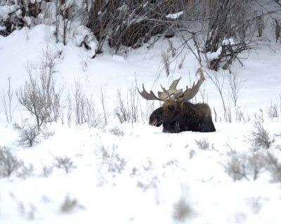 Moose, Bull, snowing-122710-Highway 89, Gros Ventre Junction, Grand Teton NP, WY-#0050.jpg