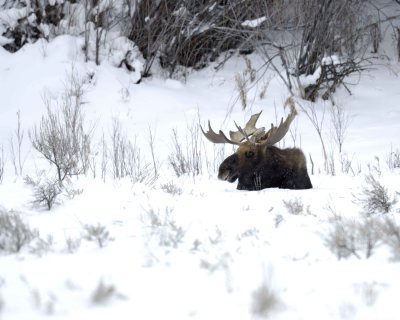 Moose, Bull, snowing-122710-Highway 89, Gros Ventre Junction, Grand Teton NP, WY-#0051.jpg