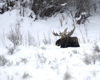 Moose, Bull, snowing-122710-Highway 89, Gros Ventre Junction, Grand Teton NP, WY-#0077.jpg