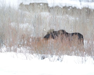 Moose, Bull, snowing-122810-Gros Ventre River, Grand Teton NP, WY-#0908.jpg