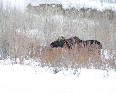 Moose, Bull, snowing-122810-Gros Ventre River, Grand Teton NP, WY-#0910.jpg