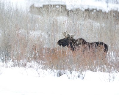 Moose, Bull, snowing-122810-Gros Ventre River, Grand Teton NP, WY-#0913.jpg