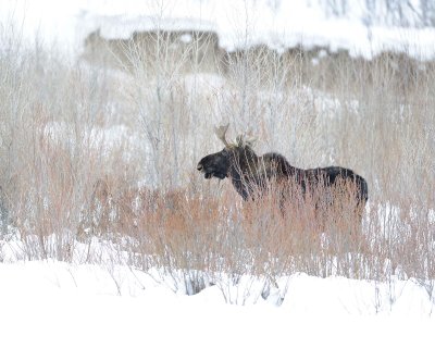 Moose, Bull, snowing-122810-Gros Ventre River, Grand Teton NP, WY-#0915.jpg
