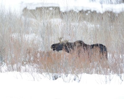 Moose, Bull, snowng-122810-Gros Ventre River, Grand Teton NP, WY-#0903.jpg