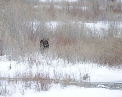 Moose, Bull-122810-Gros Ventre River, Grand Teton NP, WY-#0760.jpg