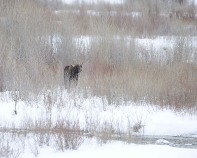 Moose, Bull-122810-Gros Ventre River, Grand Teton NP, WY-#0765.jpg
