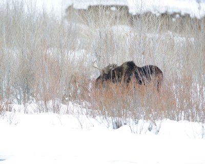 Moose, Bull-122810-Gros Ventre River, Grand Teton NP, WY-#0944.jpg