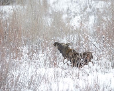 Moose, Calf, snowing-122910-Gros Ventre River, Grand Teton NP, WY-#0119.jpg