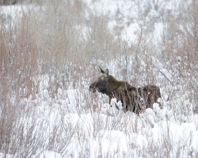 Moose, Calf, snowing-122910-Gros Ventre River, Grand Teton NP, WY-#0120.jpg
