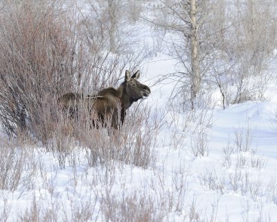 Moose, Calf-123110-Gros Ventre River, Grand Teton NP, WY-#0413.jpg