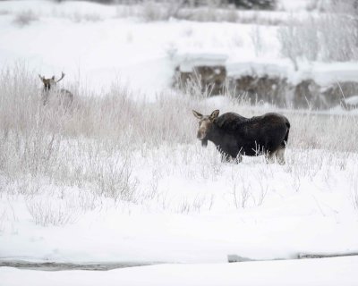 Moose, Cow, Bull, Hoar Frost-010211-Gros Ventre River, Grand Teton NP, WY-#0353.jpg