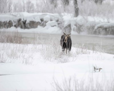 Moose, Cow, Hoar Frost-010211-Gros Ventre River, Grand Teton NP, WY-#0238.jpg