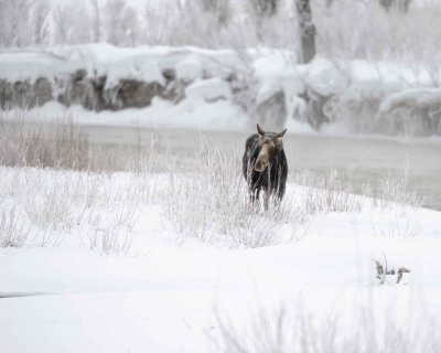 Moose, Cow, Hoar Frost-010211-Gros Ventre River, Grand Teton NP, WY-#0246.jpg