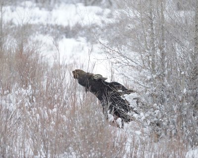 Moose, Cow, snowing, eating willows-122910-Gros Ventre River, Grand Teton NP, WY-#0012.jpg