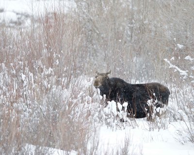 Moose, Cow, snowing, eating willows-122910-Gros Ventre River, Grand Teton NP, WY-#0059.jpg