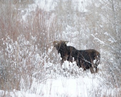 Moose, Cow, snowing, eating willows-122910-Gros Ventre River, Grand Teton NP, WY-#0065.jpg