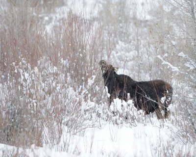 Moose, Cow, snowing, eating willows-122910-Gros Ventre River, Grand Teton NP, WY-#0066.jpg
