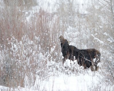 Moose, Cow, snowing, eating willows-122910-Gros Ventre River, Grand Teton NP, WY-#0071.jpg