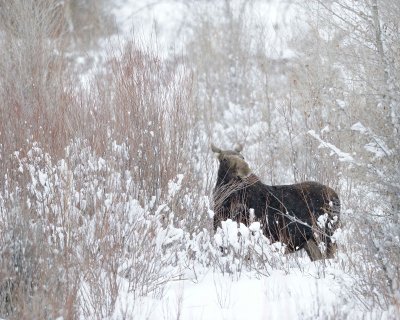 Moose, Cow, snowing, eating willows-122910-Gros Ventre River, Grand Teton NP, WY-#0087.jpg