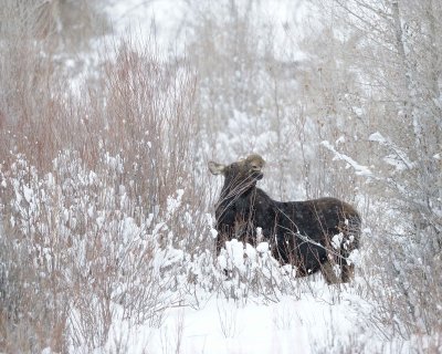 Moose, Cow, snowing, eating willows-122910-Gros Ventre River, Grand Teton NP, WY-#0090.jpg
