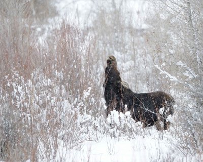 Moose, Cow, snowing, eating willows-122910-Gros Ventre River, Grand Teton NP, WY-#0095.jpg
