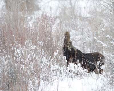 Moose, Cow, snowing, eating willows-122910-Gros Ventre River, Grand Teton NP, WY-#0104.jpg